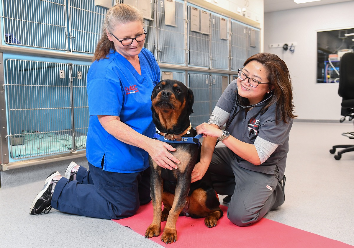 ARH Vet holding small dog