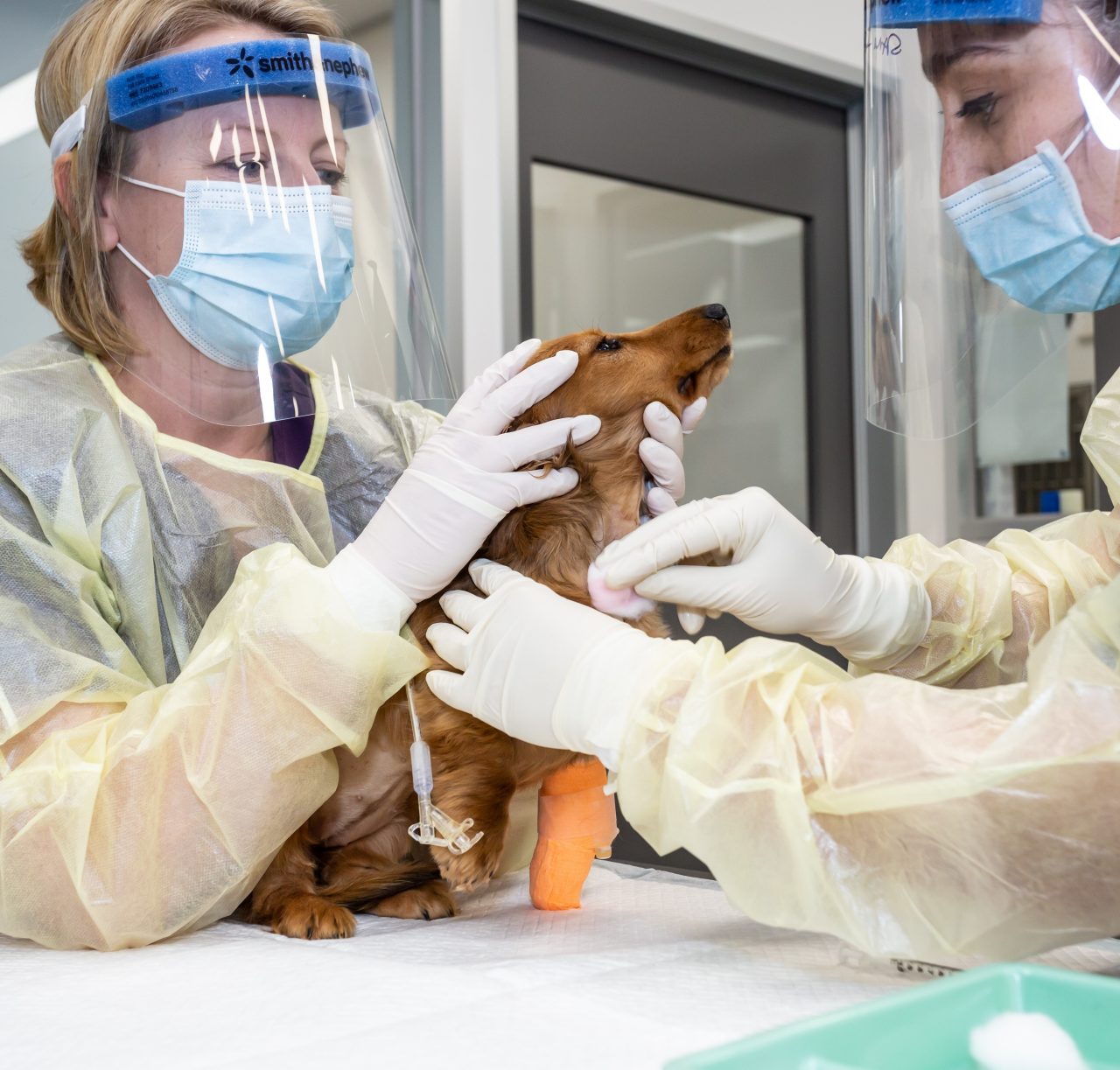 VRH Veterinary Doctor and Nurse with Patient